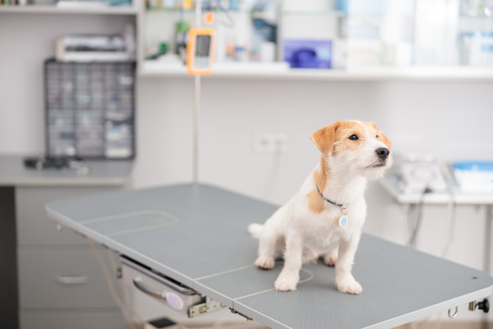 Fully Renovated Veterinary Facility in Arlington, Virginia